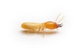 The Small termite on white background. Side view of the Termites isolate on white background Royalty Free Stock Photo