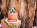 Small terracotta pot with green growth cactus plant