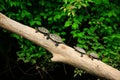 Small terrapins Royalty Free Stock Photo