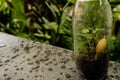 A small terrarium bottle plant with nature background Royalty Free Stock Photo