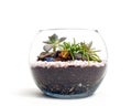 Small terrarium with succulents on white background