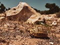 Small terrestrial Moroccan turtle on a sunny day Royalty Free Stock Photo