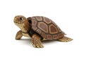A small terrestrial turtle standing on a white background isolated on white background Royalty Free Stock Photo