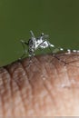 Small and terrible tiger mosquito Royalty Free Stock Photo