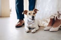 Small terrier dog with bow tie sitting between bride and groom at weddi