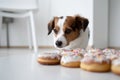 Small Terrier dog looking at donut pastries with sugar sprinkles.