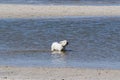 A small terrier dog is playing in a sea water Royalty Free Stock Photo