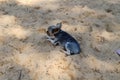 A small terrier dog on the sand on the beach