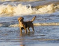 Small Terrier dog at the seaside