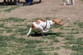 Small terrier mix puppy in full run