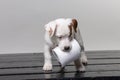 Small terrier puppy with toilet paper