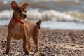 Small Terrier on a shingle beach