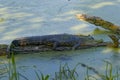 A small Texas Alligator lying prone on an old Tree Branch at the margins of a lake in Texas.