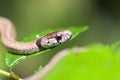 Small Texas Brown Snake Royalty Free Stock Photo