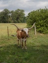 Small Texas Longhorn Cow Standing in a Green Pasture Royalty Free Stock Photo