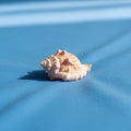 The light casts a gentle shadow emphasizing the shell s intricate details Royalty Free Stock Photo
