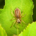 Small thick spider on green leaf Royalty Free Stock Photo