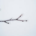 A small, thin branch covered with a layer of frost and ice against a plain white background. The Royalty Free Stock Photo