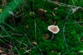 small thin light mushroom toadstool grows in the forest among green moss, grass Royalty Free Stock Photo