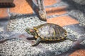 Small things called Japanese turtles. Royalty Free Stock Photo