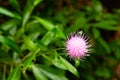 Small milk thistle plant flower offset with text space. Royalty Free Stock Photo