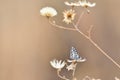 Small Thorn-Tree Blue Butterfly In Grassland Azanus moriqua