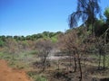 SMALL THORN TREE NEXT TO A HIKING PATH IN A SOUTH AFRICAN GAME RESERVE