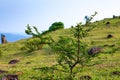 A small thorns tree grow on the hillside with green grass, blue sky Royalty Free Stock Photo