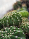 A small thorny cactus in the backyard