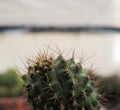 A small thorny cactus in the backyard