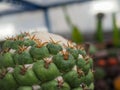 A small thorny cactus in the backyard