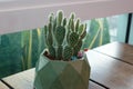 A small thorny cactus put in a vase on the dining table.