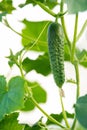 Small thorny cucumbers grow on a branch in a greenhouse.