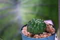 A small, thorny green succulent plant for a decorative potted garden.