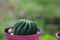 A small, thorny green succulent plant for a decorative potted garden.