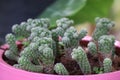 A small, thorny green succulent plant for a decorative potted garden.