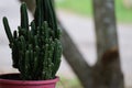 A small, thorny green succulent plant for a decorative potted garden.