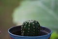 A small, thorny green succulent plant for a decorative potted garden.