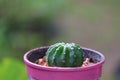 A small, thorny green succulent plant for a decorative potted garden.