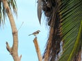 Small Thrasher perched neara decaying Coconut Tree