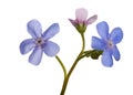 Small three blue forget-me-not flowers on white Royalty Free Stock Photo