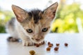 small three-color cat rescued from the street after a bath. Baby cat with fear and sad look Royalty Free Stock Photo