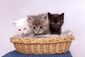 Small three kittens sit together in straw basket, isolated on white Royalty Free Stock Photo