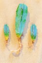 Small three plants cacti myrrhtlocatus with roots ready for transplant