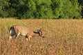 Whitetail Velvet Deer Buck Feeds in a Bean Field