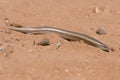 Small Three-toed Skink Chalcides minutus