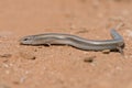 Small Three-toed Skink Chalcides minutus