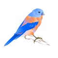 Small thrush Bluebird songbirdon on a white background vintage vector illustration editable