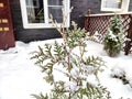 A small thuja cypress is an evergreen tree under snow in the courtyard of the house in winter. Plants in the garden in