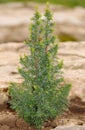 Small thuja in the garden